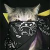ffv_mila