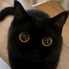 kiwi_mochi12