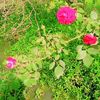 yasir.raza861