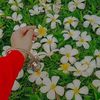maysha.samia