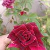safdarabbas3690