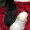 minhtuanzz5