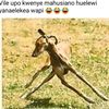 kingamura0