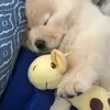 qziruu_missu