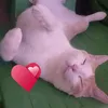 peludinha09