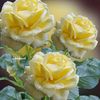 md.limon.islam511