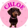 chloe_dachshund