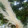 .angel36128