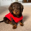 alan the miniature
