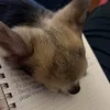 busterrocky1215