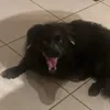 puppy.film.maker