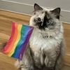 catishgaylove