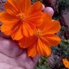 francisca.195223