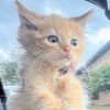 OrangeCatsTok