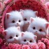 shenu.shenu795