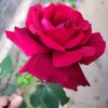 poopoppilo0_55