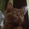 evieaphrodite