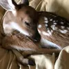bellevettala