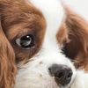 Cute pet