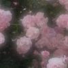 user8107296514463