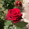 user93051083852087