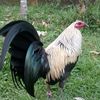 canox_patonah