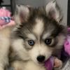East Coast Pomskies