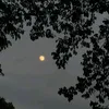 twinkling.puff