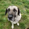patou.kangal