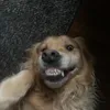 penlaaax