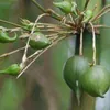 hoanghoangthieugia