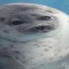 gloomypooks_