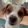 tiggylero.tiggila
