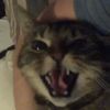 explicitcat