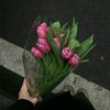as_eel.11