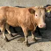 life.on.the.farm6