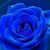 iris.lara44