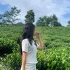 hothi_sua