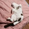 pimsuda_1_162