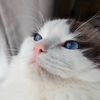 Potaroma_PetLife