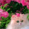 cute.girl27442