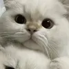 ngochan2133
