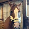 equestraingerts_0823