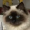 miki_the_cat6