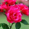 aayat.farhan0