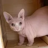 alejandro_gaga2