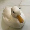 DuckIENDLY {🪿}