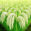 MD🌾Nuntu🌾Howlader🌾🇧🇩🇸🇦