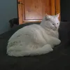 taurvi