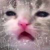 vivi_catlover